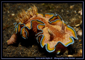 Nudibranchia on the sand of Lembeh Strait... :O)... by Michel Lonfat 